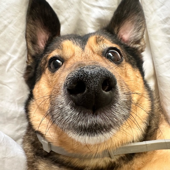 Meet your Posher, Taylor - Picture 2 of 6